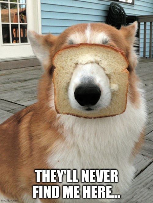 hidden behind breads doggo | THEY'LL NEVER FIND ME HERE... | image tagged in breakfast doggo | made w/ Imgflip meme maker