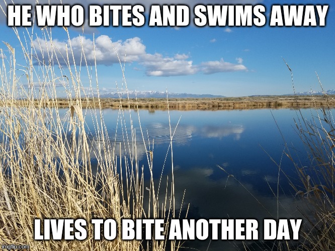 Locomotive Springs | HE WHO BITES AND SWIMS AWAY; LIVES TO BITE ANOTHER DAY | image tagged in locomotive springs | made w/ Imgflip meme maker