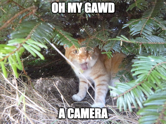 omg cat | OH MY GAWD; A CAMERA | image tagged in oh my gawd | made w/ Imgflip meme maker