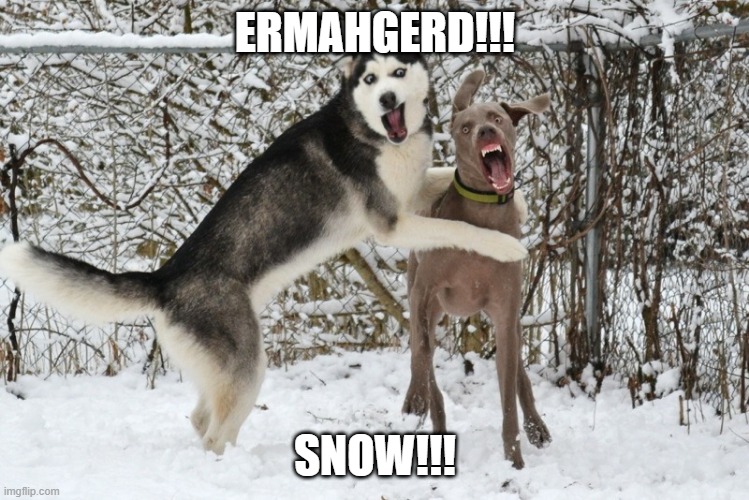 They Love the Snow | ERMAHGERD!!! SNOW!!! | image tagged in funny dogs | made w/ Imgflip meme maker