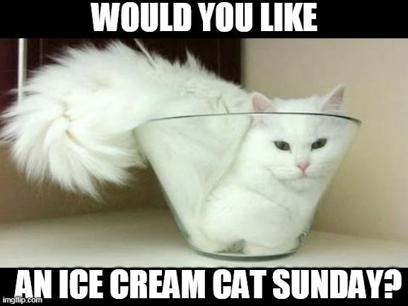 BOWL OF CAT | WOULD YOU LIKE; AN ICE CREAM CAT SUNDAY? | image tagged in cats,funny cats | made w/ Imgflip meme maker