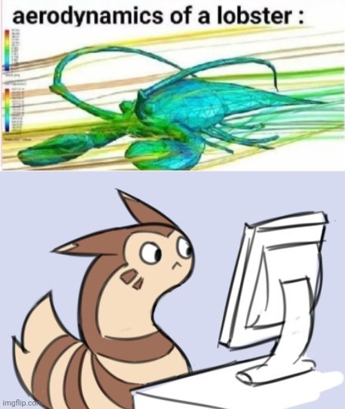 image tagged in furret,aerodynamics of a lobster,memes,pokemon | made w/ Imgflip meme maker
