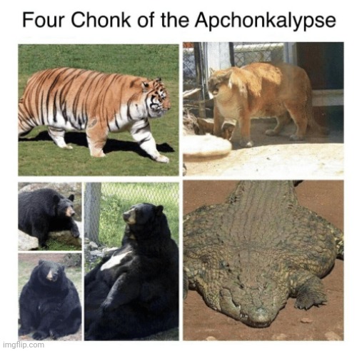 Beware of thy chonks | image tagged in fat,animals | made w/ Imgflip meme maker