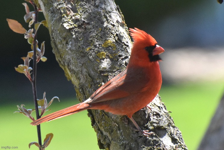 cardinal in my crabapple tree | image tagged in cardinal,crabapple tree | made w/ Imgflip meme maker