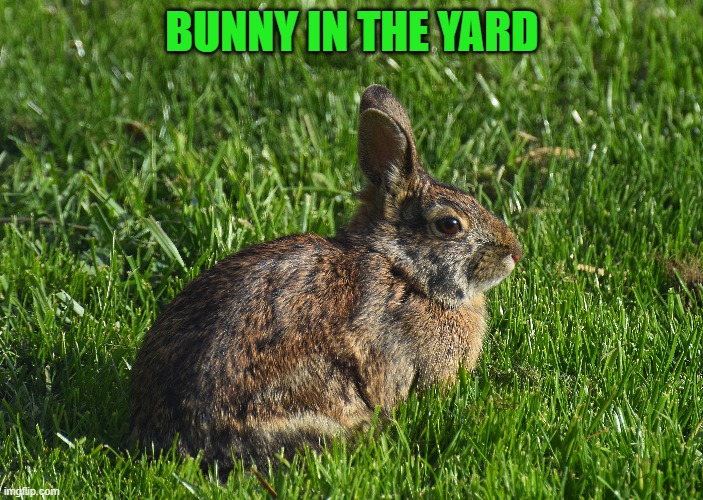 bunny in the yard | BUNNY IN THE YARD | image tagged in bunny,yard | made w/ Imgflip meme maker
