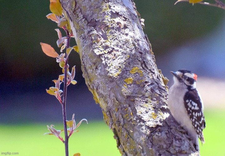 woodpecker in my crabapple tree | image tagged in woodpecker,tree | made w/ Imgflip meme maker