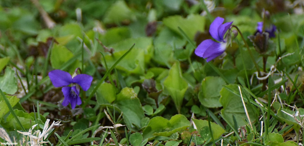 violets in the yard | image tagged in violets,yard | made w/ Imgflip meme maker