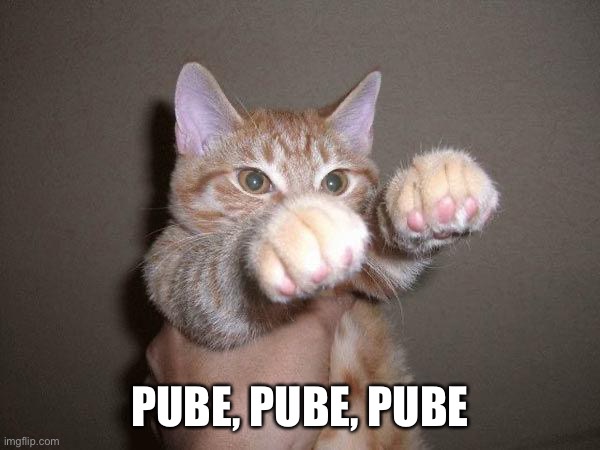 Pew Pew Cat | PUBE, PUBE, PUBE | image tagged in pew pew cat | made w/ Imgflip meme maker