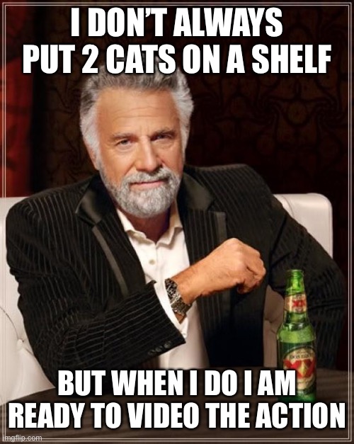 The Most Interesting Man In The World Meme | I DON’T ALWAYS PUT 2 CATS ON A SHELF BUT WHEN I DO I AM READY TO VIDEO THE ACTION | image tagged in memes,the most interesting man in the world | made w/ Imgflip meme maker