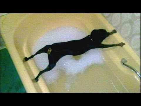 Dog avoiding Bath Blank Meme Template