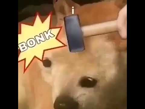 Doge Bonk Blank Meme Template