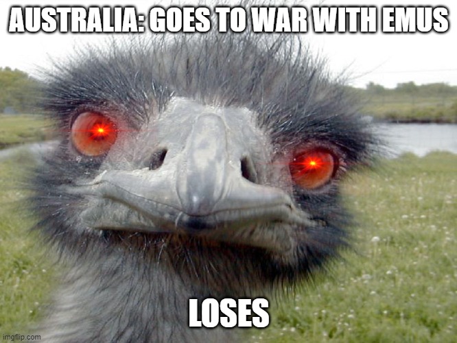 Emu | AUSTRALIA: GOES TO WAR WITH EMUS; LOSES | image tagged in emu head brah whats up | made w/ Imgflip meme maker