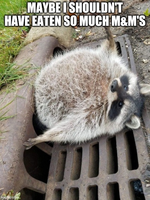 Stuck Fat Raccoon | MAYBE I SHOULDN'T HAVE EATEN SO MUCH M&M'S | image tagged in stuck fat raccoon | made w/ Imgflip meme maker