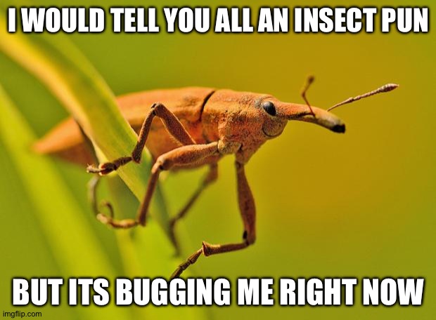 Happy Insect | I WOULD TELL YOU ALL AN INSECT PUN; BUT ITS BUGGING ME RIGHT NOW | image tagged in happy insect | made w/ Imgflip meme maker