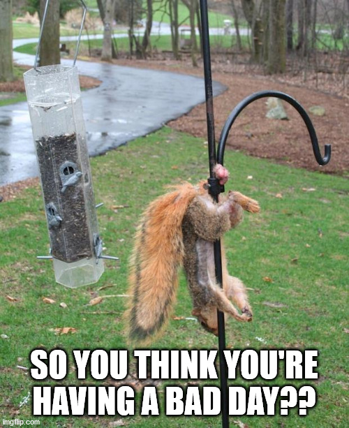 Squirrel NUTs  | SO YOU THINK YOU'RE HAVING A BAD DAY?? | image tagged in squirrel nuts | made w/ Imgflip meme maker
