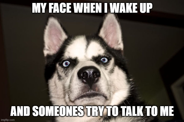 MY FACE WHEN I WAKE UP; AND SOMEONES TRY TO TALK TO ME | image tagged in i know that feel bro | made w/ Imgflip meme maker