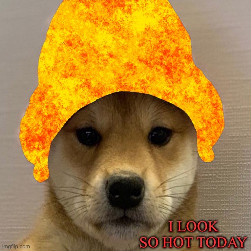 Looking so hot | I LOOK SO HOT TODAY | image tagged in doggo,doge,doge with hoodie,doge with beanie,funny memes,funny | made w/ Imgflip meme maker