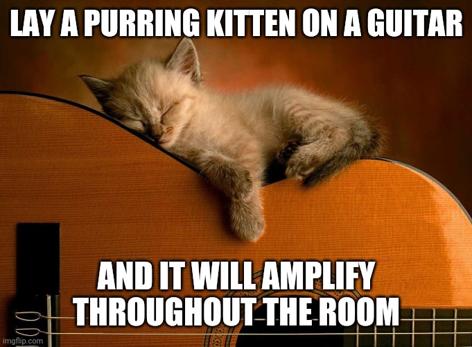 IT REALLY WORKS | LAY A PURRING KITTEN ON A GUITAR; AND IT WILL AMPLIFY THROUGHOUT THE ROOM | image tagged in cats,funny cats,kitten,guitar | made w/ Imgflip meme maker