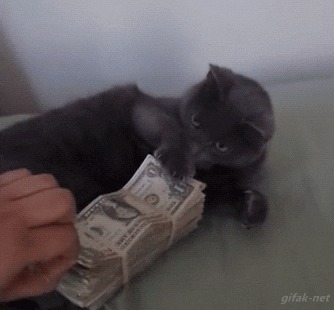 money cat Blank Meme Template