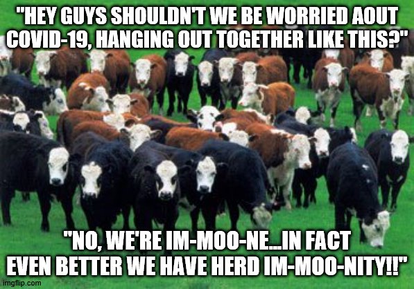 Herd Immoonity | "HEY GUYS SHOULDN'T WE BE WORRIED AOUT COVID-19, HANGING OUT TOGETHER LIKE THIS?"; "NO, WE'RE IM-MOO-NE...IN FACT EVEN BETTER WE HAVE HERD IM-MOO-NITY!!" | image tagged in covid-19,cows,herd of cows,social distancing | made w/ Imgflip meme maker