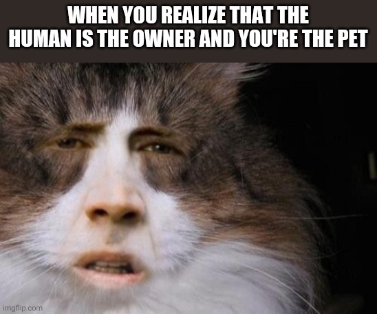 Oh | WHEN YOU REALIZE THAT THE HUMAN IS THE OWNER AND YOU'RE THE PET | image tagged in cats,memes | made w/ Imgflip meme maker