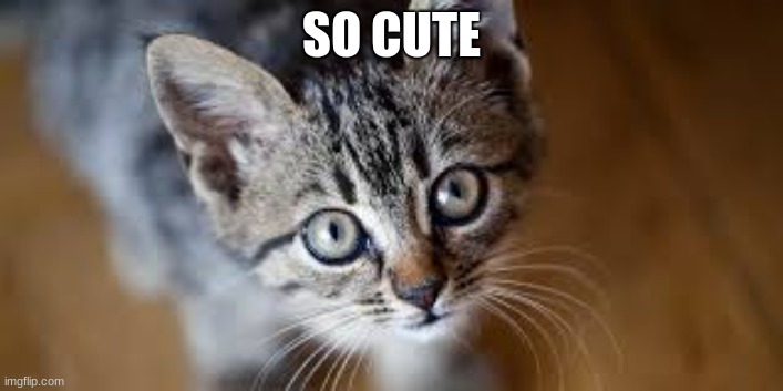 SO CUTE | image tagged in cats | made w/ Imgflip meme maker