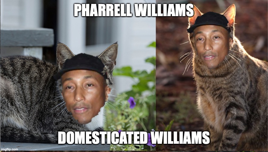 Pharrell vs Domesticated | PHARRELL WILLIAMS; DOMESTICATED WILLIAMS | image tagged in cat,pharrell williams,memes,funny | made w/ Imgflip meme maker