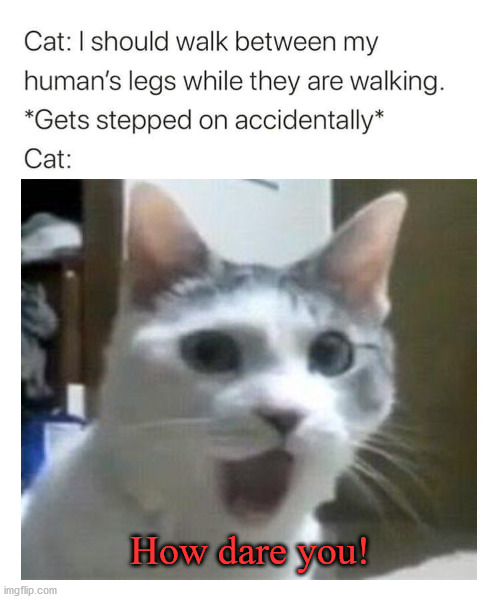 How dare you! | image tagged in cats | made w/ Imgflip meme maker