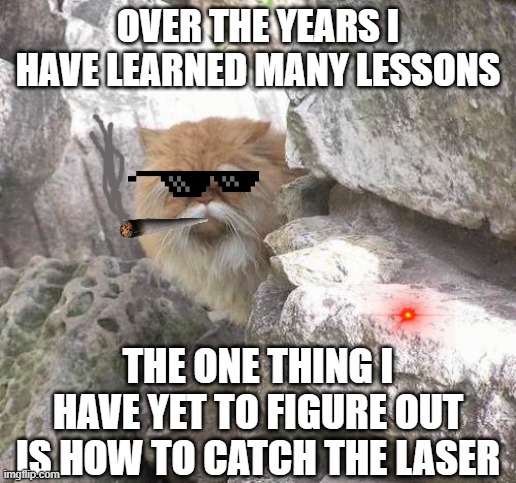 Old cat | OVER THE YEARS I HAVE LEARNED MANY LESSONS; THE ONE THING I HAVE YET TO FIGURE OUT IS HOW TO CATCH THE LASER | image tagged in old cat | made w/ Imgflip meme maker
