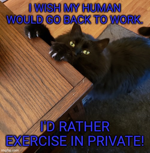 Cat exercise | I WISH MY HUMAN WOULD GO BACK TO WORK. I'D RATHER EXERCISE IN PRIVATE! | image tagged in cat | made w/ Imgflip meme maker