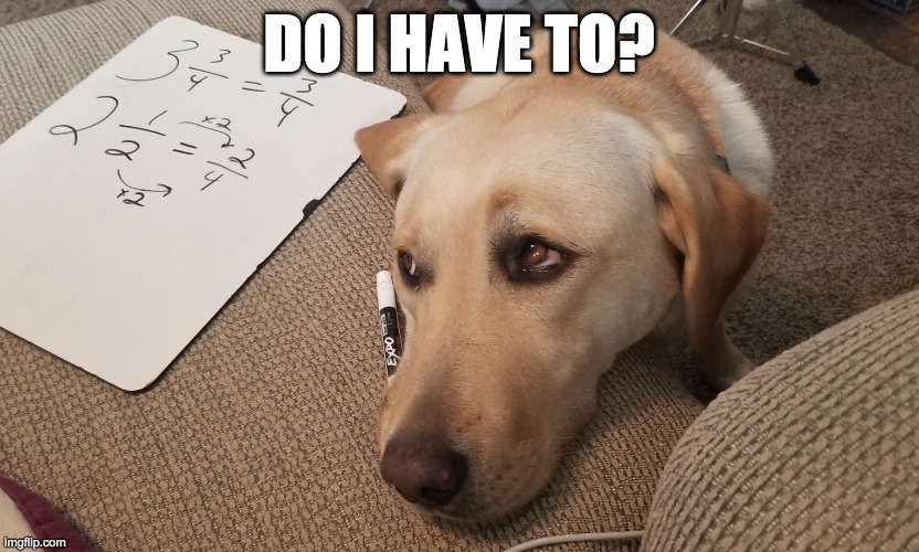 Do I have to? | DO I HAVE TO? | image tagged in bored,dogs,math,schoolwork,funny,bored dog | made w/ Imgflip meme maker