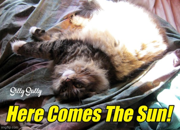 Silly Sally ~ My Furever Friend :) | image tagged in cats,memes,funny,silly sally | made w/ Imgflip meme maker