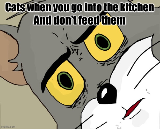 Feed meeee | Cats when you go into the kitchen; And don’t feed them | image tagged in memes,unsettled tom | made w/ Imgflip meme maker