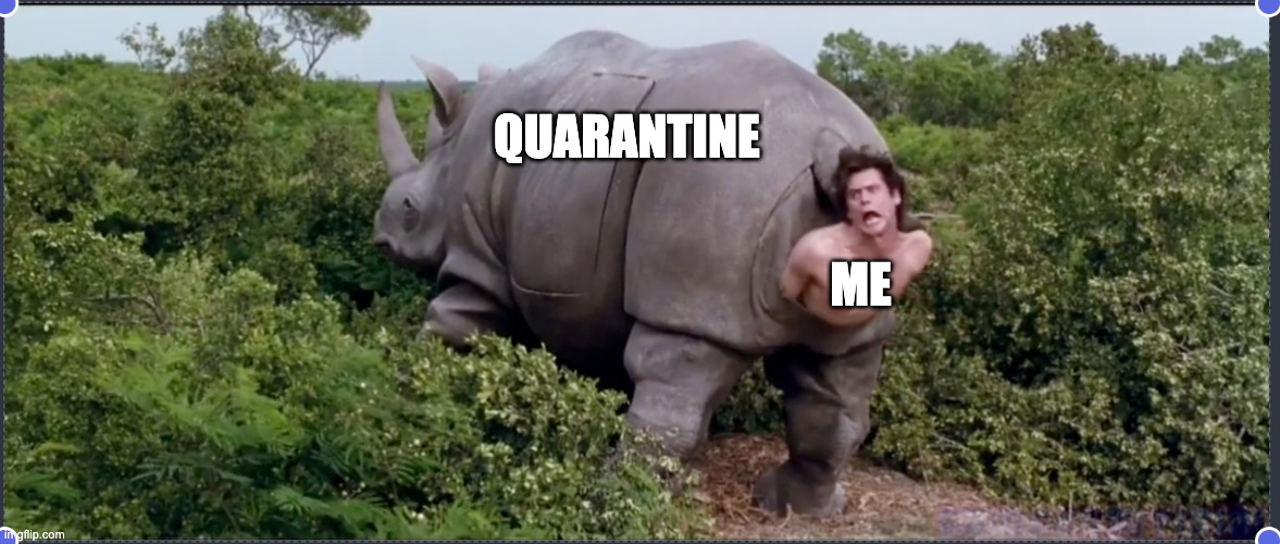 Qurantine | QUARANTINE; ME | image tagged in funny | made w/ Imgflip meme maker