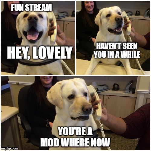 Dog on phone | FUN STREAM; HAVEN'T SEEN YOU IN A WHILE; HEY, LOVELY; YOU'RE A MOD WHERE NOW | image tagged in dog on phone,mods | made w/ Imgflip meme maker