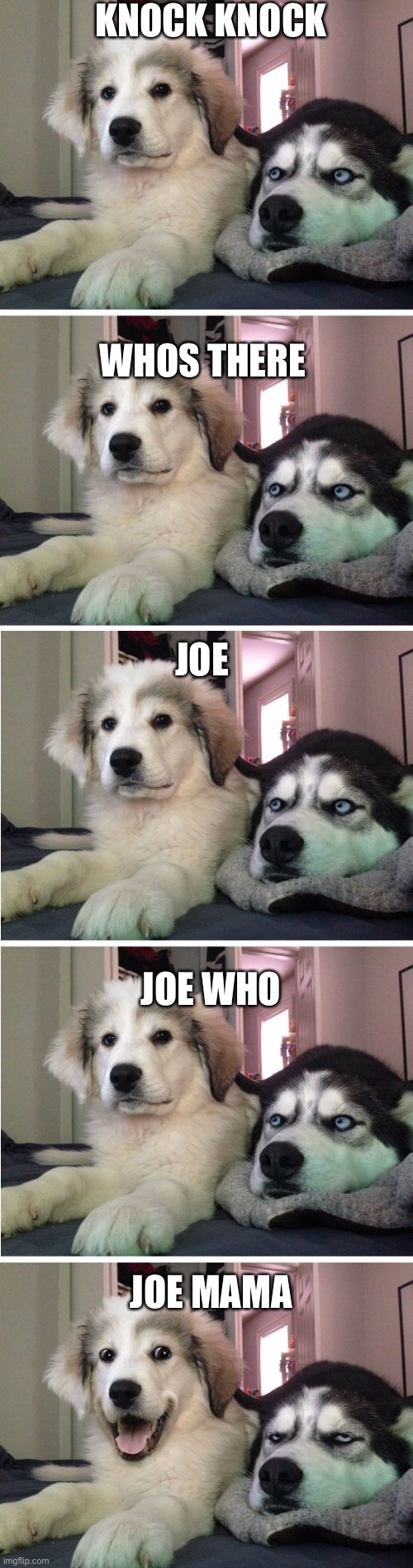 Knock Knock Dogs | KNOCK KNOCK; WHOS THERE; JOE; JOE WHO; JOE MAMA | image tagged in knock knock dogs | made w/ Imgflip meme maker