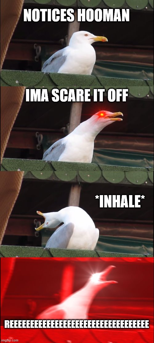 that werid seagull | NOTICES HOOMAN; IMA SCARE IT OFF; *INHALE*; REEEEEEEEEEEEEEEEEEEEEEEEEEEEEEEEEE | image tagged in memes,inhaling seagull | made w/ Imgflip meme maker