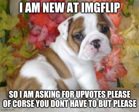 please | I AM NEW AT IMGFLIP; SO I AM ASKING FOR UPVOTES PLEASE OF CORSE YOU DONT HAVE TO BUT PLEASE | image tagged in gifs,puppy | made w/ Imgflip meme maker