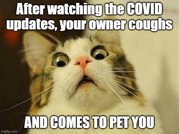 That moment when you finally figure out what's going on | After watching the COVID updates, your owner coughs; AND COMES TO PET YOU | image tagged in memes,scared cat | made w/ Imgflip meme maker