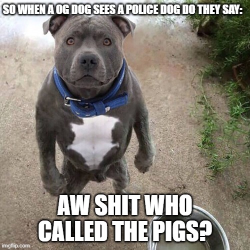Tough dogs wanna know | SO WHEN A OG DOG SEES A POLICE DOG DO THEY SAY:; AW SHIT WHO CALLED THE PIGS? | image tagged in bad dog | made w/ Imgflip meme maker