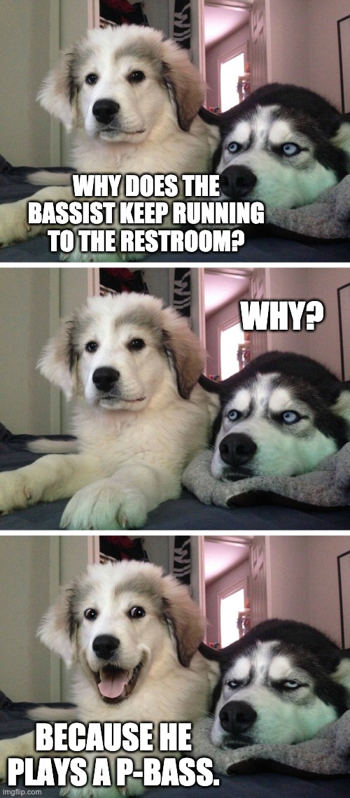 Bad pun dogs | WHY DOES THE BASSIST KEEP RUNNING TO THE RESTROOM? WHY? BECAUSE HE PLAYS A P-BASS. | image tagged in bad pun dogs,bass,bad joke,joke,bass jokes,p-bass | made w/ Imgflip meme maker