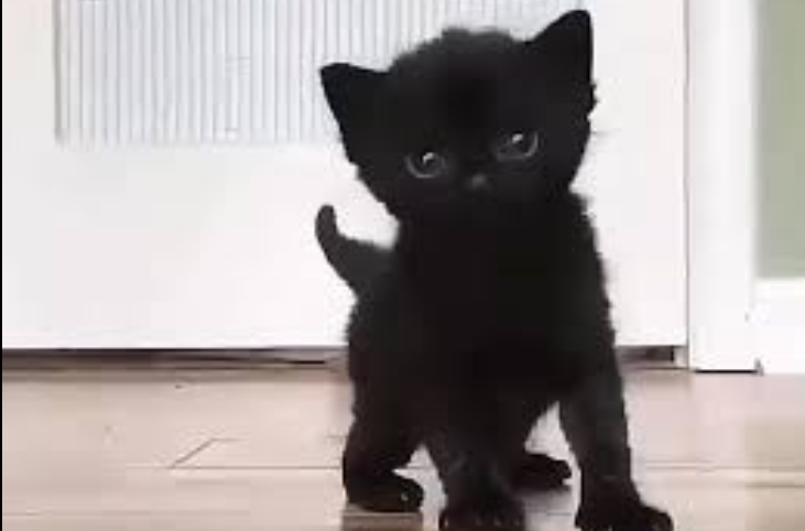 my black kitten Blank Meme Template
