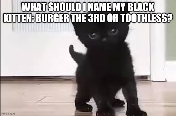 Which Name Do You Vote For To Name My Black Kitten? (The voting will last from April 23rd to April 30th) | WHAT SHOULD I NAME MY BLACK KITTEN: BURGER THE 3RD OR TOOTHLESS? | image tagged in my black kitten | made w/ Imgflip meme maker