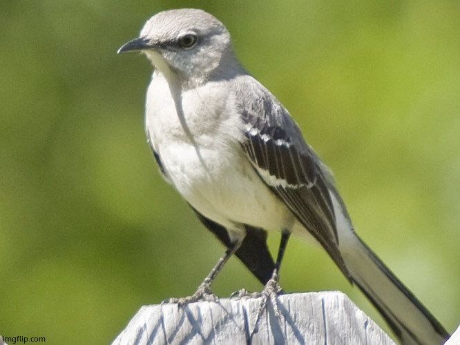 MOCKINGBIRD | image tagged in mockingbird | made w/ Imgflip meme maker
