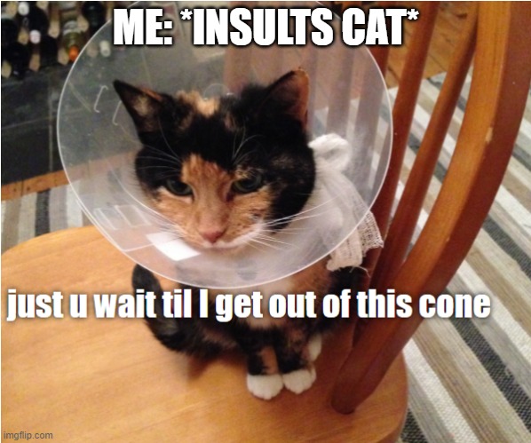 Angry cat in cone | ME: *INSULTS CAT* | image tagged in cat,angry cat,memes,cat memes,pets | made w/ Imgflip meme maker