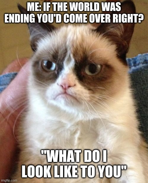Grumpy Cat Meme | ME: IF THE WORLD WAS ENDING YOU'D COME OVER RIGHT? "WHAT DO I LOOK LIKE TO YOU" | image tagged in memes,grumpy cat | made w/ Imgflip meme maker