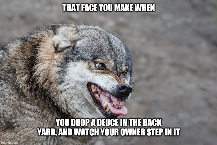 The face of EVIL | THAT FACE YOU MAKE WHEN; YOU DROP A DEUCE IN THE BACK YARD, AND WATCH YOUR OWNER STEP IN IT | image tagged in funny,memes,poop,evil,haha,wolf | made w/ Imgflip meme maker