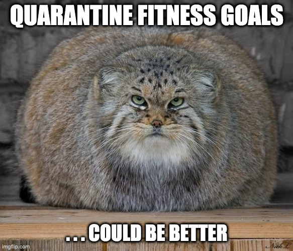 Fitness Goals |  QUARANTINE FITNESS GOALS; . . . COULD BE BETTER | image tagged in fat cats exercise,fat,fitness,quarantine,covid-19 | made w/ Imgflip meme maker