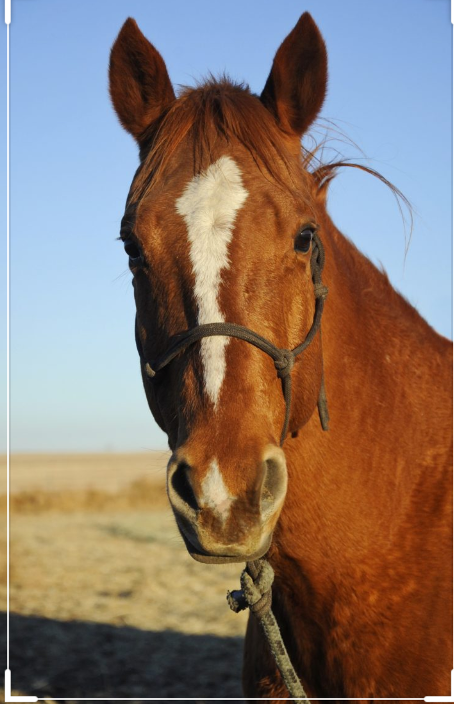 H Blank Meme Template