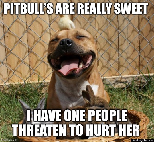 Pitbull Haters | PITBULL’S ARE REALLY SWEET; I HAVE ONE PEOPLE THREATEN TO HURT HER | image tagged in pitbull haters | made w/ Imgflip meme maker